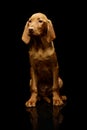 Studio shot of a lovely magyar vizsla puppy Royalty Free Stock Photo