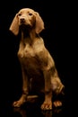 Studio shot of a lovely magyar vizsla puppy Royalty Free Stock Photo