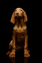 Studio shot of a lovely magyar vizsla puppy Royalty Free Stock Photo