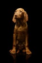 Studio shot of a lovely magyar vizsla puppy Royalty Free Stock Photo