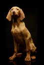 Studio shot of a lovely magyar vizsla puppy Royalty Free Stock Photo