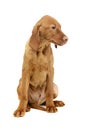 Studio shot of a lovely magyar vizsla puppy Royalty Free Stock Photo