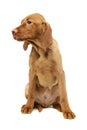 Studio shot of a lovely magyar vizsla puppy Royalty Free Stock Photo