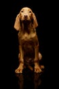 Studio shot of a lovely magyar vizsla puppy Royalty Free Stock Photo