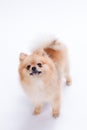 Studio shot of lovely pomeranian spitz. Royalty Free Stock Photo