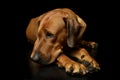 Studio shot of a lovely rhodesian ridgeback