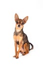 Studio shot of lovely russian toy-terrier.