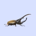 Studio shot of a male hercules beetle, dynastes hercules, isolated on a light blue background Royalty Free Stock Photo