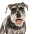Miniature schnauzer panting and looking at camera on white background Royalty Free Stock Photo