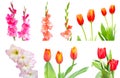 Studio Shot of mixed Colored Gladiolus and tulip Isolated on White Backgroud