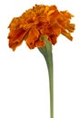 Tagetes flower isolated Royalty Free Stock Photo