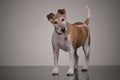 Studio shot of an old, adorable Jack Russell terrier Royalty Free Stock Photo