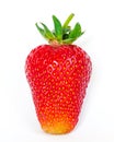 Studio shot one strawberry isolated on white background with copy space Royalty Free Stock Photo