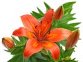 studio shot of orange colored lily flower isolated on white background, high detail macro shot of single lily blossom Royalty Free Stock Photo