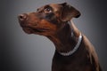 Head shot of single brown doberman against gray background