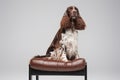 Spotted english springer dog sitting on leather chair Royalty Free Stock Photo