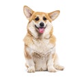 Studio shot of a pembroke welsh corgi panting and sitting on a white background Royalty Free Stock Photo