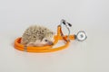 Pet Hedgehog  runs on the white table with an orange stethoscope Royalty Free Stock Photo