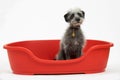 Studio Shot Of Pet Lurcher Sitting In Red Dog Bed Royalty Free Stock Photo