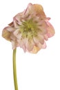 Hellebore flower isolated