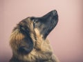 Profile of Leonberger Royalty Free Stock Photo