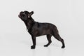 Studio shot of purebred dog, French bulldog standing isolated over white studio background. Animal, vet, care concept Royalty Free Stock Photo