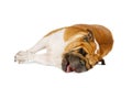 Purebred English bulldog lying on its side over white