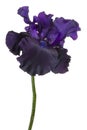 Iris flower isolated Royalty Free Stock Photo