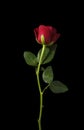 Studio shot red rose isolated on black background red rose with stem and leaf Royalty Free Stock Photo