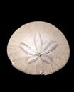 Studio shot of sand dollar. Royalty Free Stock Photo