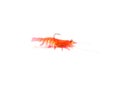 Studio shot side view typical artificial shrimp lure lifelike swim bait fishing tackle isolated on white Royalty Free Stock Photo