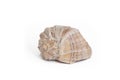 Single Seashell Isolated On White Background Royalty Free Stock Photo