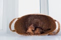 Studio shot of small cute abyssinian kitten playing in the basket at home, white window background. Young beautiful purebred short Royalty Free Stock Photo