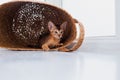 Studio shot of small cute abyssinian kitten playing in the basket at home, white window background. Young beautiful purebred short Royalty Free Stock Photo