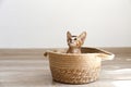 Studio shot of small cute abyssinian kitten sitting in the basket at home, white wall background. Young beautiful purebred short Royalty Free Stock Photo