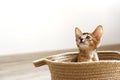 Studio shot of small cute abyssinian kitten sitting in the basket at home, white wall background. Young beautiful purebred short Royalty Free Stock Photo