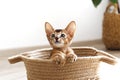 Studio shot of small cute abyssinian kitten sitting in the basket at home, white wall background. Young beautiful purebred short Royalty Free Stock Photo