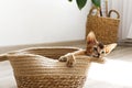 Studio shot of small cute abyssinian kitten sitting in the basket at home, white wall background. Young beautiful purebred short Royalty Free Stock Photo