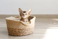 Studio shot of small cute abyssinian kitten sitting in the basket at home, white wall background. Young beautiful purebred short Royalty Free Stock Photo