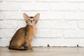 Studio shot of small cute abyssinian kitten sitting on the hardwood floor over the white brick wall background. Young beautiful Royalty Free Stock Photo