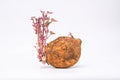Studio shot of sprouting sweet potato isolated on white background closeup Royalty Free Stock Photo