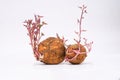 Studio shot of sprouting sweet potato isolated on white background closeup Royalty Free Stock Photo