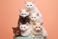 Studio shot of a stack of cute cats