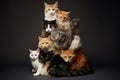 Studio shot of a stack of cute cats