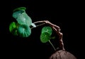 Studio shot of Stephania erecta Craib against dark background