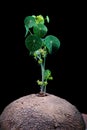 Studio shot of Stephania erecta Craib against dark background