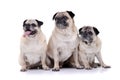 Studio shot of three adorable Mops or Pug Royalty Free Stock Photo