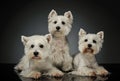 Studio shot of three adorable West Highland White Terrier Westies