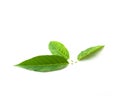 Studio shot three fresh green sugar-apple leaves isolated on white