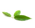 Studio shot three fresh green sugar-apple leaves isolated on white